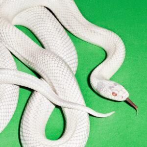 [DEFTONES] PRIVATE MUSIC (USA)