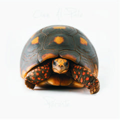 [CIEN AL PALO] PERSISTE Paraguay